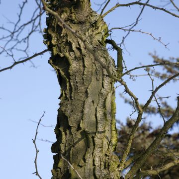 Gleditsia x texana - Gleditschie