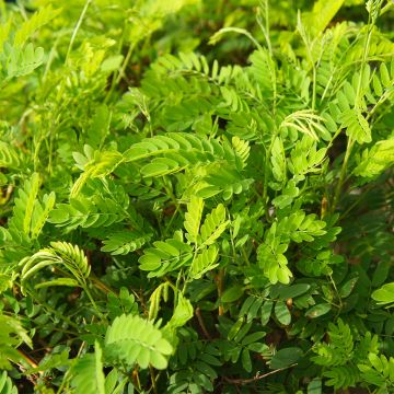 Gleditsia triacanthos Elegantissima - Gleditschie