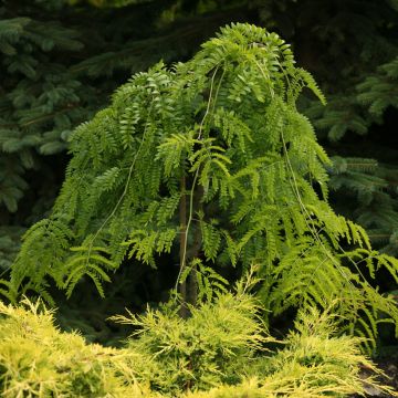 Gleditsia triacanthos Emerald Cascade - Févier d'Amérique