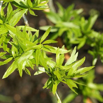 Gleditsia triacanthos Goofy - Gleditschie