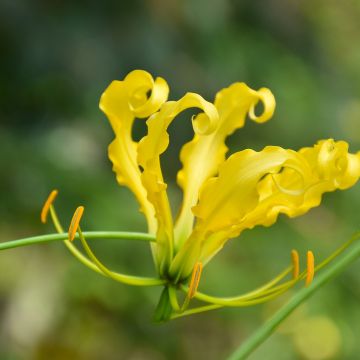 Gloriosa lutea Lutea - Ruhmeskrone