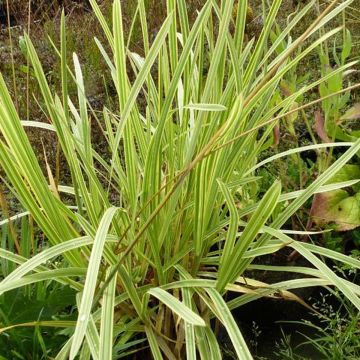 Glyceria maxima Variegata - Wasserschwaden