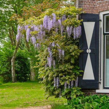 Wisteria floribunda Lawrence - Reichblütige Glyzinie