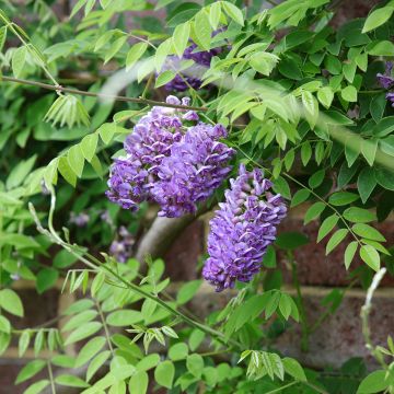 Wisteria frutescens Longwood Purple - Blauregen