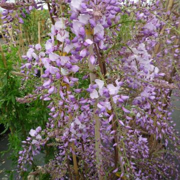 Wisteria sinensis Caroline - Chinesische Glyzinie