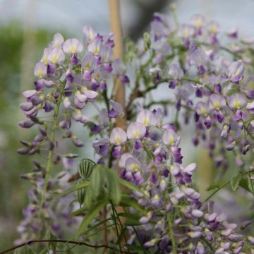 Glycine de Chine - Wisteria sinensis Prolific