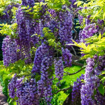 Wisteria sinensis Flore Pleno - Chinesische Glyzinie