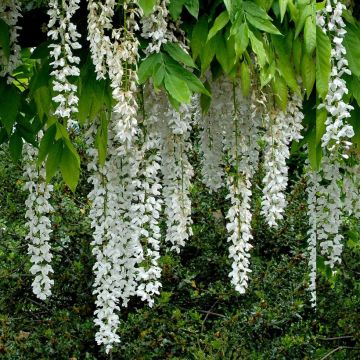 Wisteria floribunda Shiro-noda - Reichblütige Glyzinie