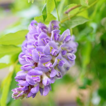 Wisteria frutescens - Blauregen