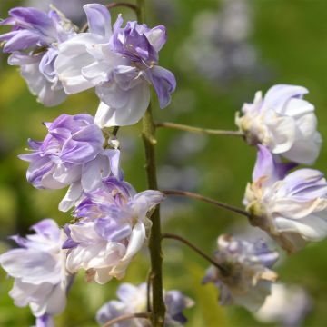 Glycine japonaise - Wisteria floribunda Ed's Blue Dragon