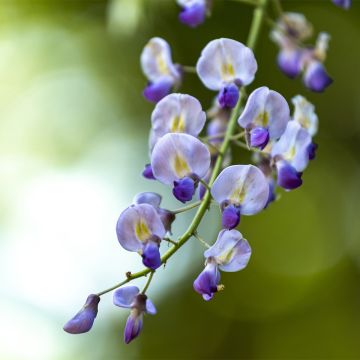 Glycine japonaise - Wisteria floribunda Premature