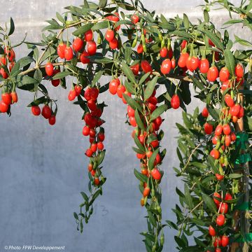 Goji Princess Tao - Lycium barbarum