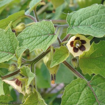 Physalis peruviana Golden Berry Little Lanterns (Samen) - Andenbeere