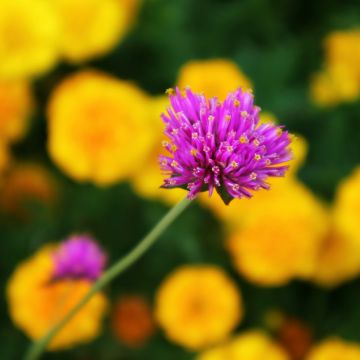 Gomphrena pulchella Truffula Pink - Kugelamarant