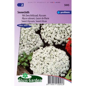 Strand-Silberkraut Snowcloth (Samen) - Lobularia