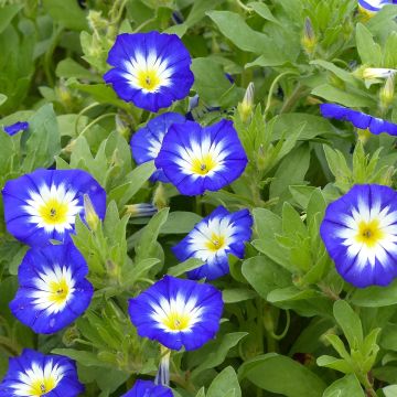 Convolvulus tricolor Pavillon Bleu (Samen) - Prachtwinde