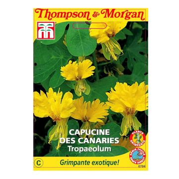 Kapuzinerkresse kanarische - Tropaeolum peregrinum