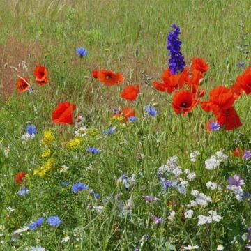 Oxipoli® Samen - Mischung aus nektarreichen und honigsüchtigen einjährigen Blumen für 40 m².