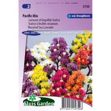 Geflügelter Strandflieder Pacific Mix (Samen) - Limonium