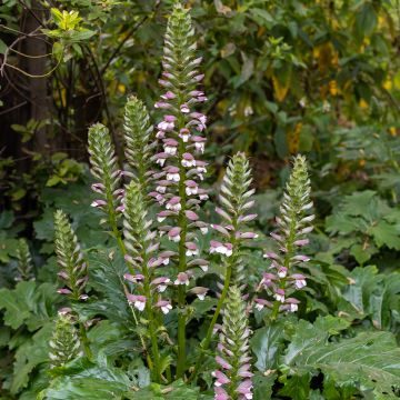 Acanthus mollis (Samen) - Weicher Akanthus