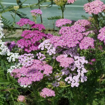 Achillea millefolium Cerise Queen (Samen) - Gemeine Schafgarbe