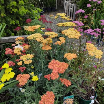 Achillea millefolium Summer Pastels F2 Mix (Samen) - Gemeine Schafgarbe