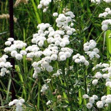 Achillea millefolium Ptarmica Double Diamond (Samen) - Gemeine Schafgarbe