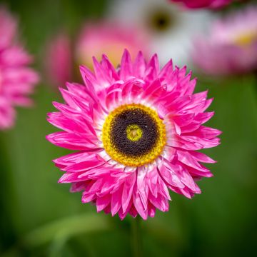 Acroclinium Pierrot Red (samen)