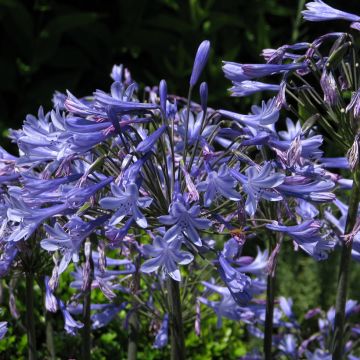 Agapanthe Blue Umbrella (Samen) - Schmucklilie