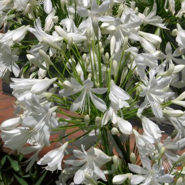 Agapanthe White Umbrella (Samen) - Schmucklilie