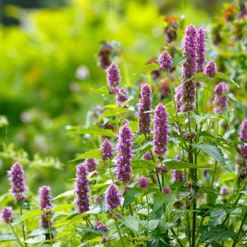 Agastache hybrida Arcado Pink (Samen) - Duftnessel