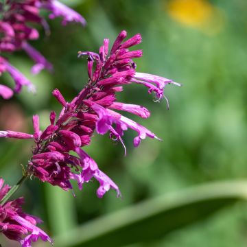 Agastache cana (Samen) - Duftnessel