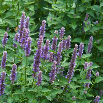 Agastache foeniculum (Samen) - Duftnessel