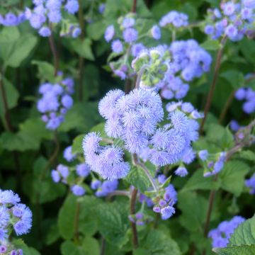 Ageratum Bouquet Bleu (Samen) - Leberbalsam