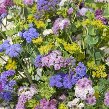 Ageratum Timeless Mixed (Samen) - Leberbalsam