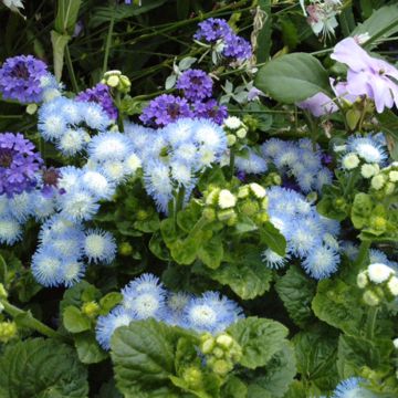 Ageratum Bavaria (Samen) - Leberbalsam