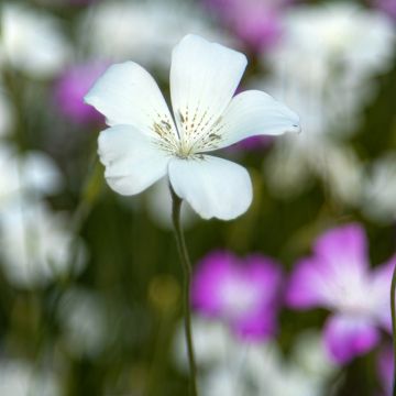 Agrostemma githago Ocean Pearl (Samen) - Gewöhnliche Kornrade