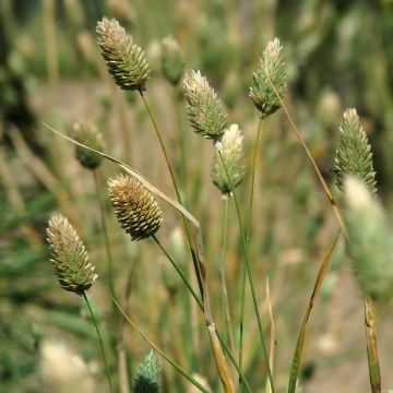 Phalaris canariensis (Samen) - Kanariengras