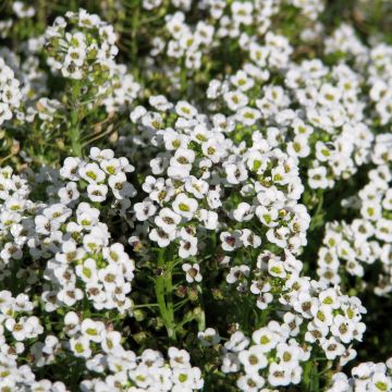 Strand-Silberkraut Carpet Of Snow (Samen) - Lobularia