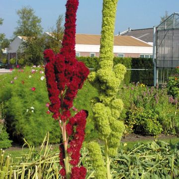 Amaranthus caudatus Fat Spike (Samen) - Garten-Fuchsschwanz