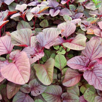 Aufsteigender Fuchsschwanz Rote - Amaranthus blitum