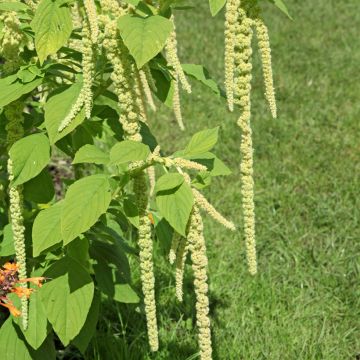 Amaranthus caudatus Green Cascade (Samen) - Garten-Fuchsschwanz