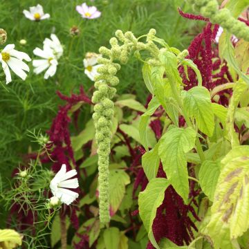 Amaranthus caudatus Pony Tails Mixed (Samen) - Garten-Fuchsschwanz