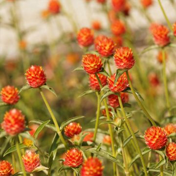 Gomphrena haageana Orange (Samen) - Kugelamarant