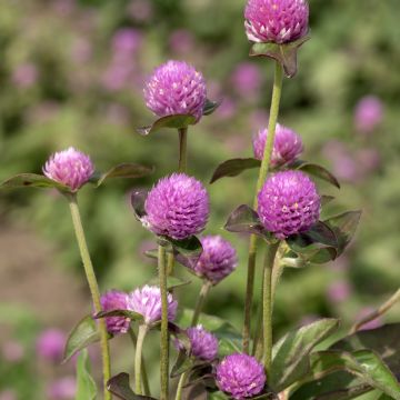 Gomphrena globosa Lavender Lady (Samen) - Kugelamarant