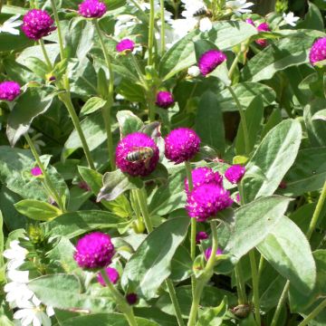 Gomphrena globosa Purple (Samen) - Kugelamarant