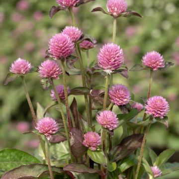 Gomphrena globosa Salmon Pastel (Samen) - Kugelamarant