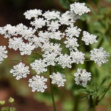 Ammi majus Queen of Africa (Samen) - Große Knorpelmöhre