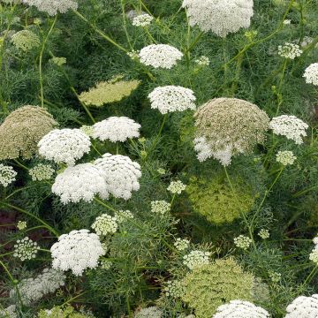 Ammi visnaga (Samen) - Zahnstocherkraut