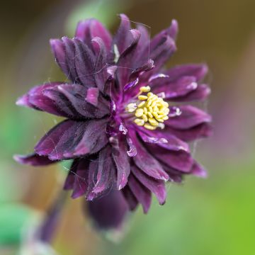 Aquilega vulgaris Miss I huish (Samen) - Gemeine Akelei